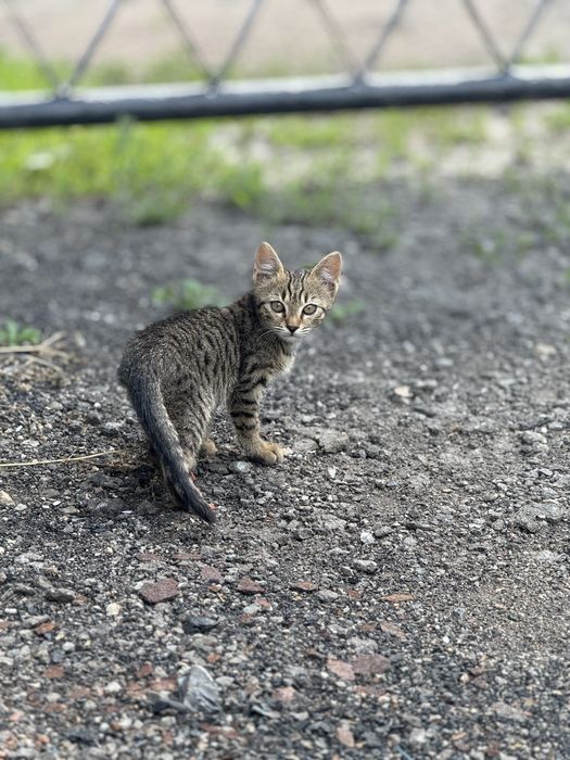Отдам котенка в добрые руки