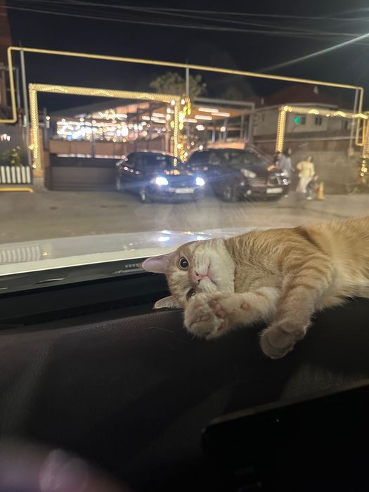 Ищем дом для кота