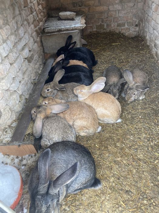 Продам кроликав как бизнес