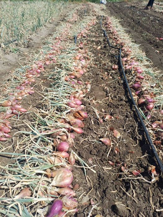 Ceapa rosie tropea rossa lunga