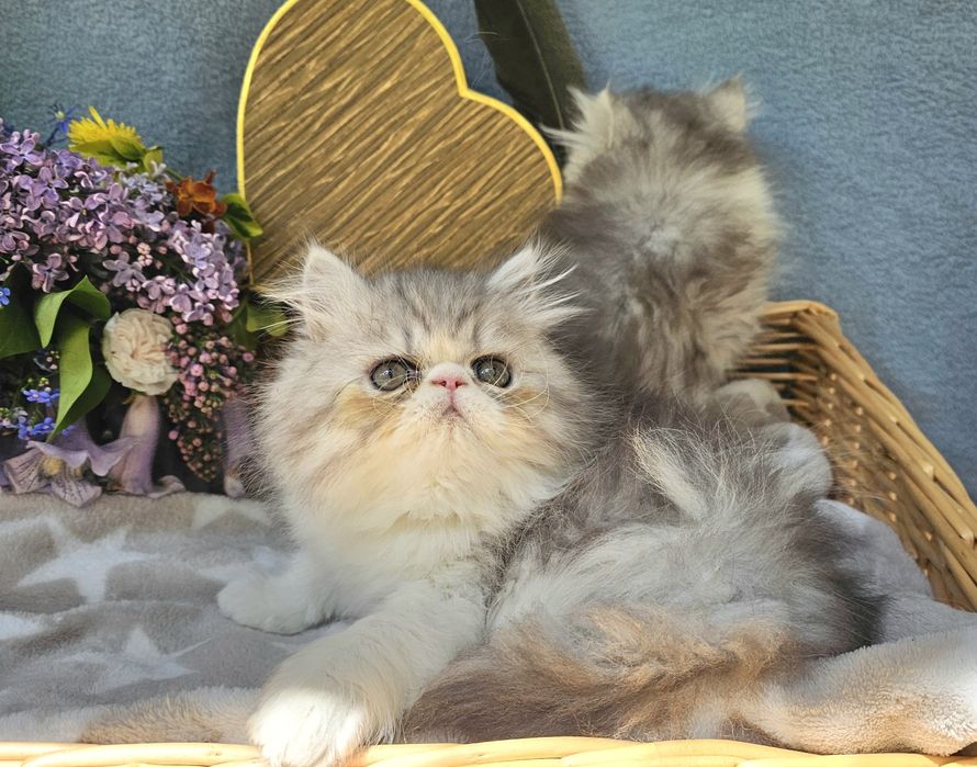 Персийски котенца