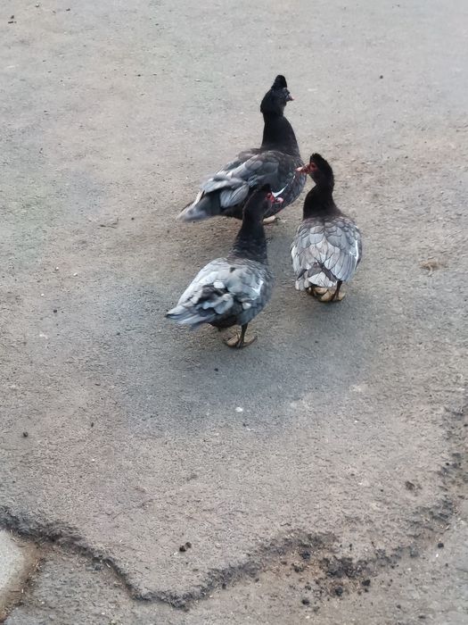 Vând rațe mute albastre