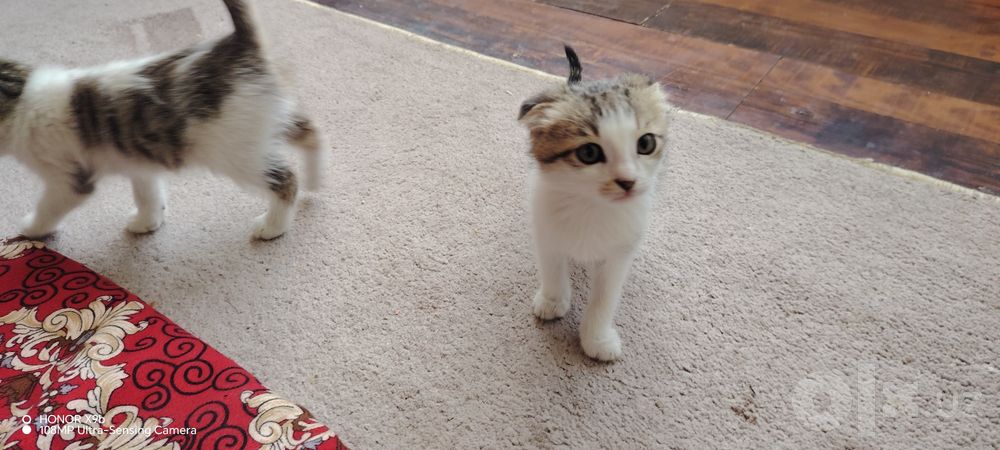Мушукчалар сотилади