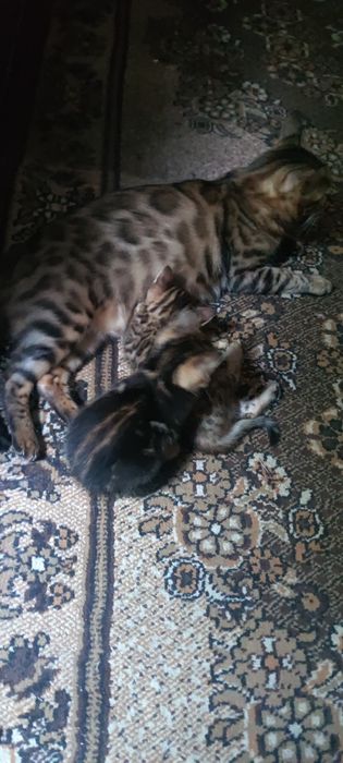 Бенгальские котята