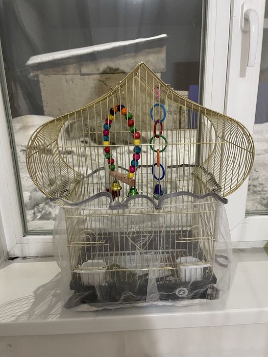 Продам умный папугай