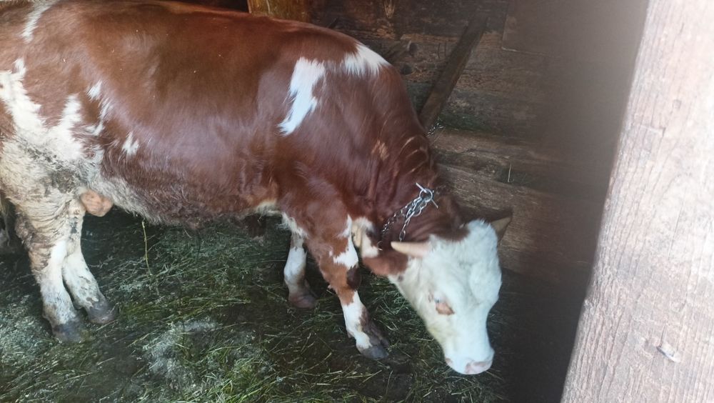 Vând vițel de 7 luni