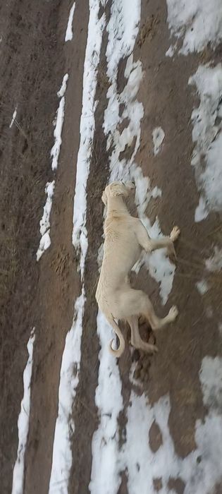 Тазы күшік сатылады