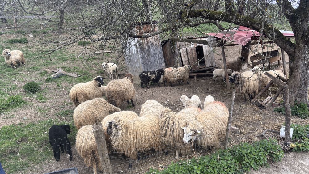 Vand oii si berbecc+ miei