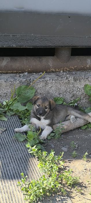 Отдам щенят в добрые руки