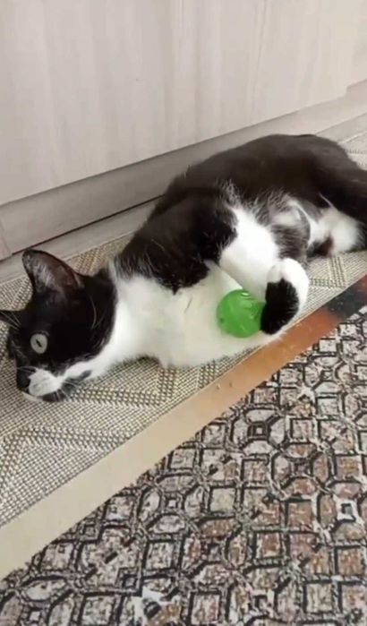 Милая кошечка ищет дом