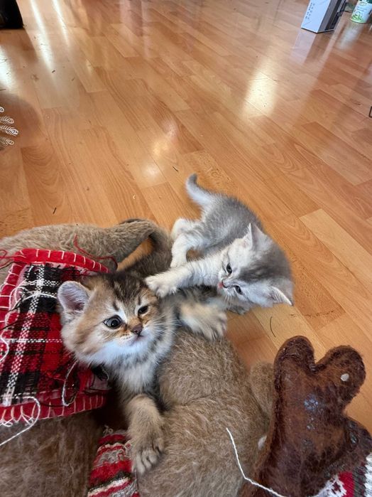 котета британски късокосмести сребърни чинчили за коледен подарък