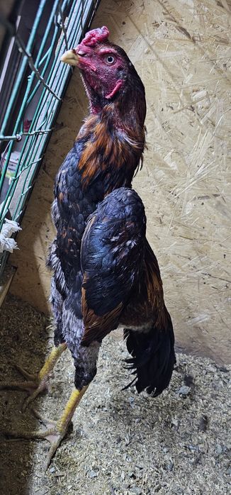 Дакан бойцовая птица