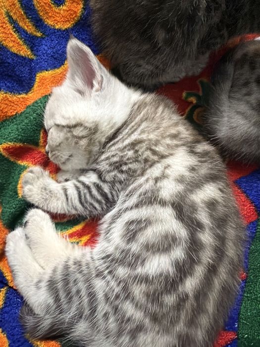 шотладский котенок