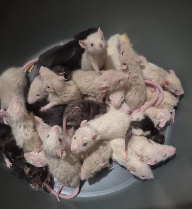 Крысята Дамбо Капюшон