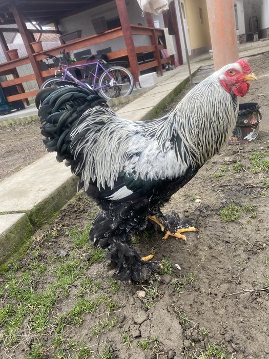 Vând cocoș Brahma Herminat Închis