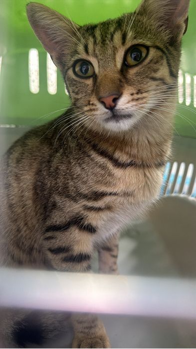 Motan 5 luni de adoptat