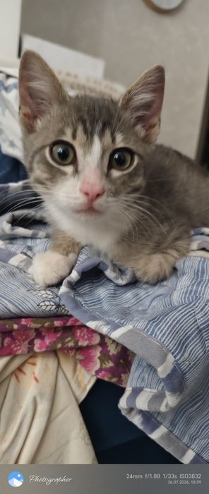 Мальчик котенок и девочка