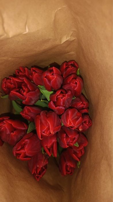 Тюльпаны оптом