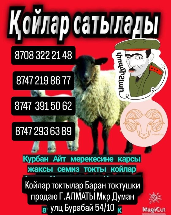 Кой Бараны токтушки продаётся Г.АЛМАТЫ МКР ДУМАН Улц Бурабай 54/10