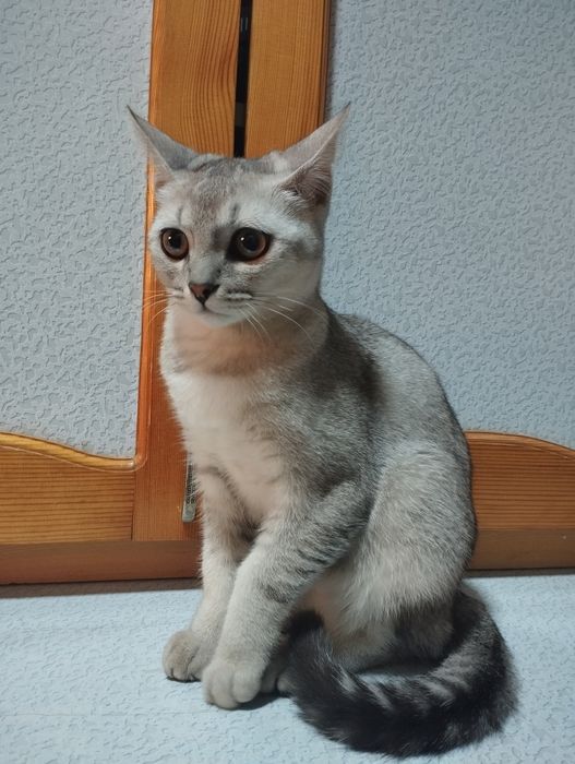 Orqasidan xususiy mushuk