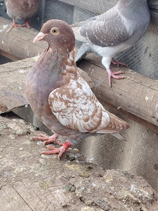 Porumbei colorati toy stencil frill stencil