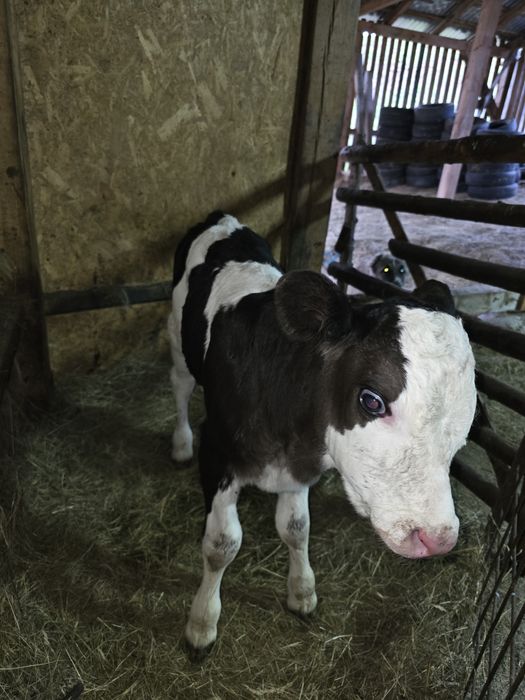 Tauras baltata romaneasca pe negru