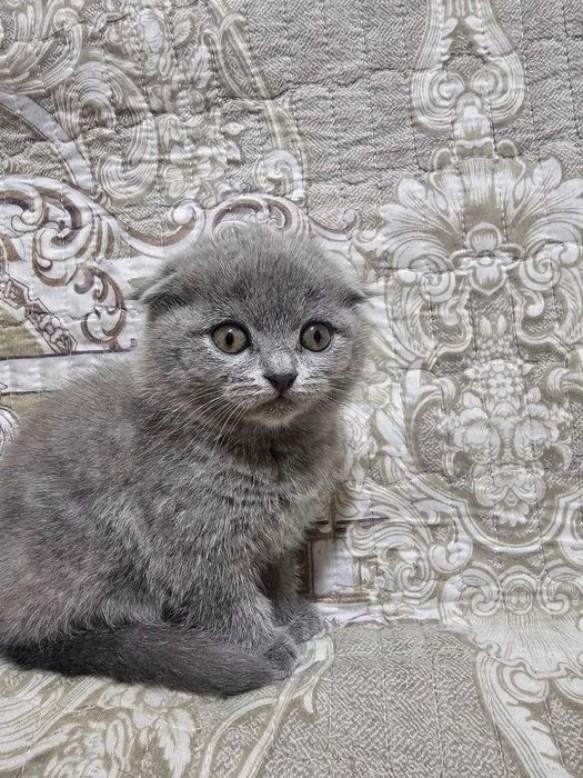Очаровательные котята голубые правильной вязки. Скоттиш