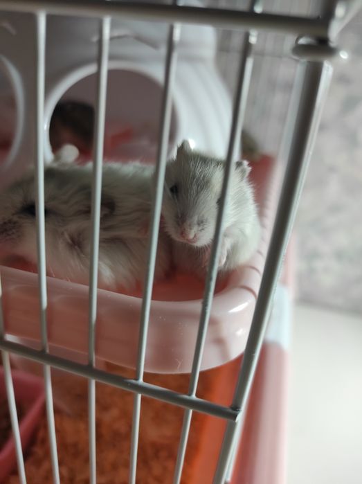 Хомяк джунгарский