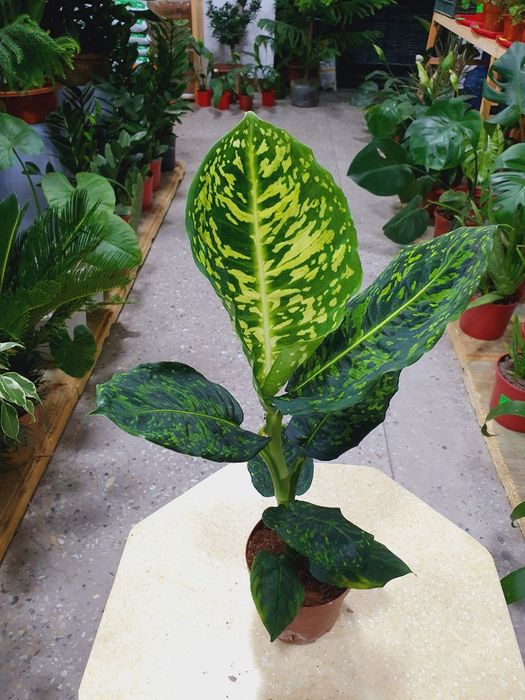 Diffenbahiya диффинбахия