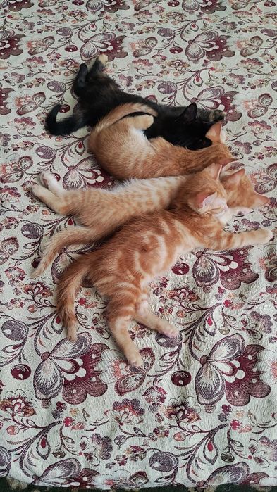 Котята домашние рыжие