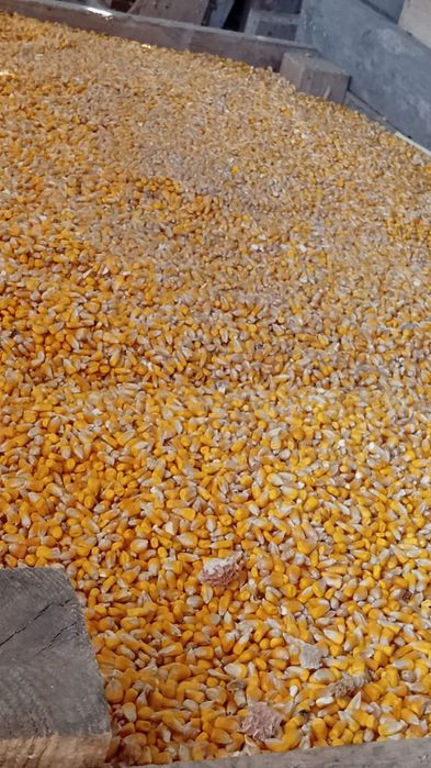 Boabe de porumb și grau