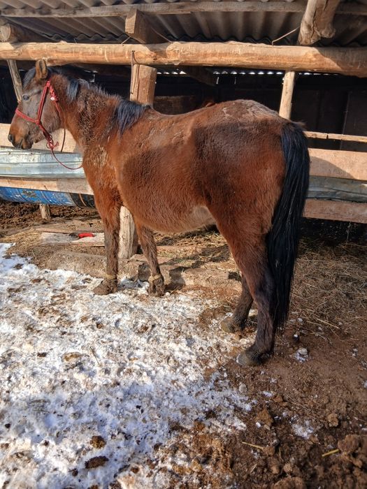 Буаз биелер сатылады жылкы