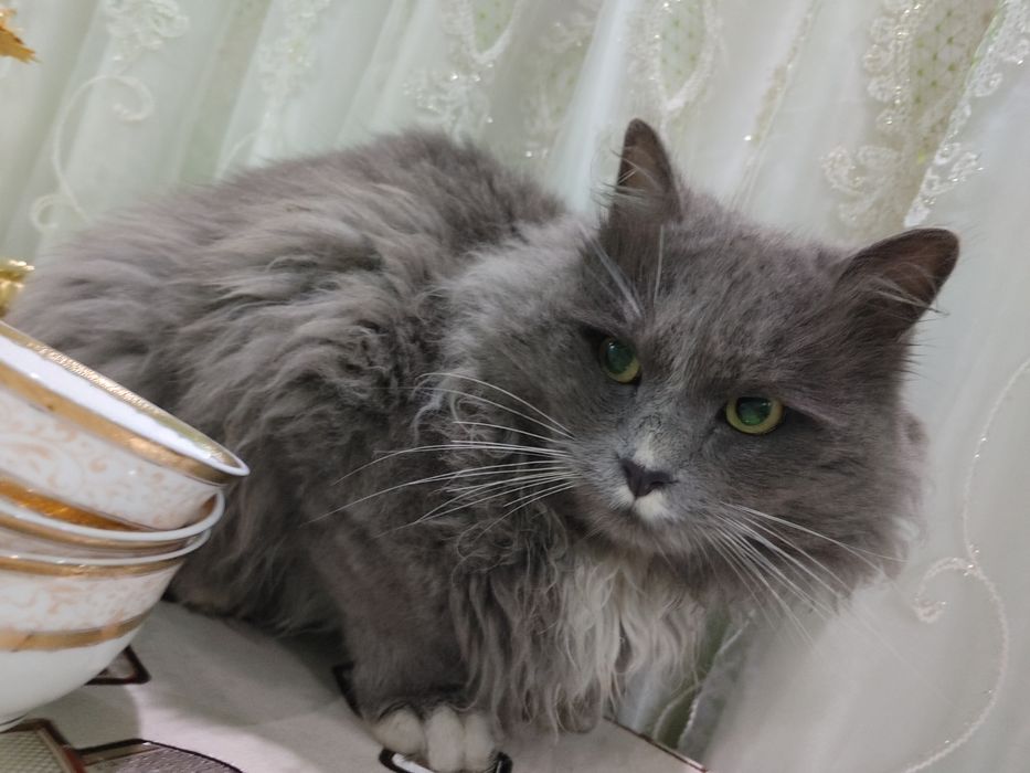 нибуленг кошка парень