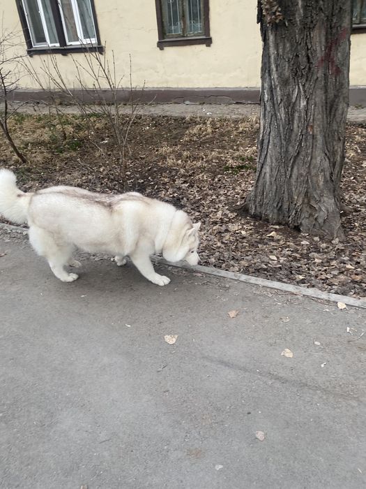 Потерялась собака хаски