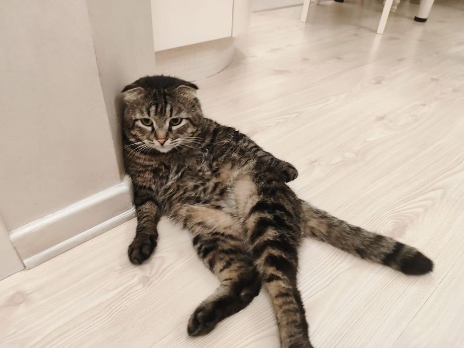 Кот в добрые руки