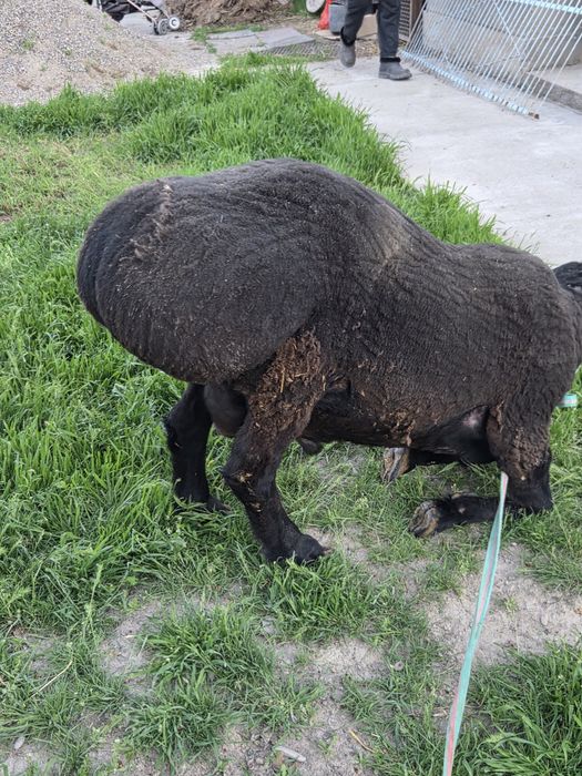 Продам баран кочкар