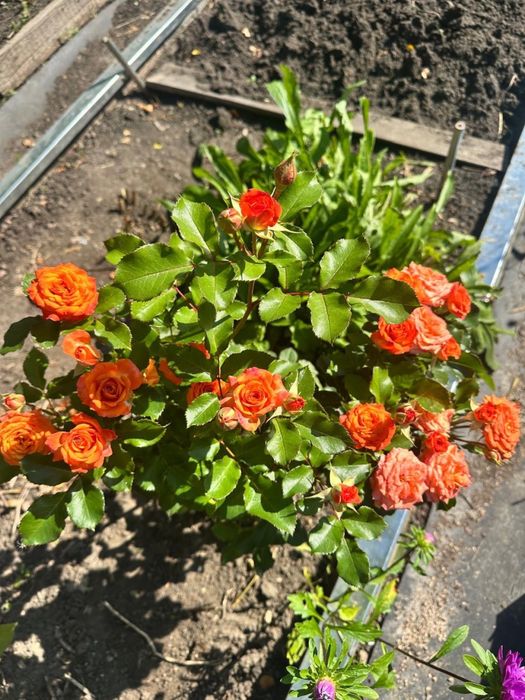 Продам дачу ПЕСТРОЕ