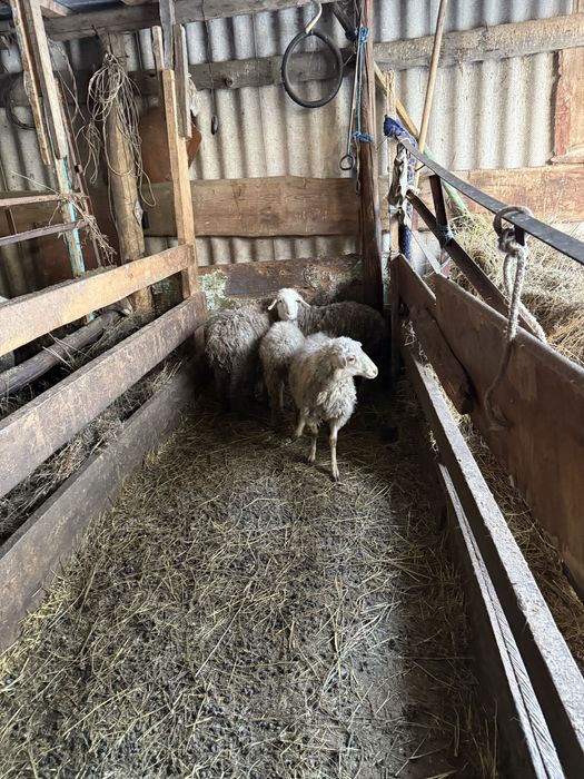 Продам овечек, средний упитанные