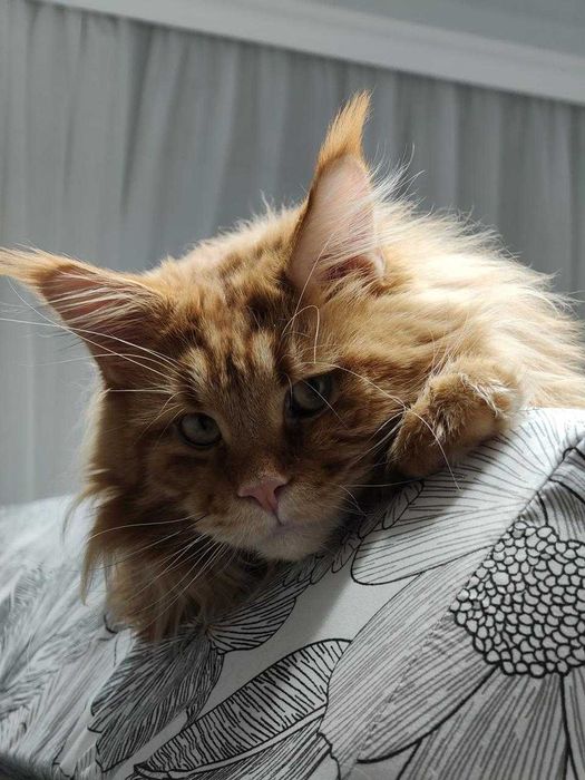 Котята породы Мейн-кун