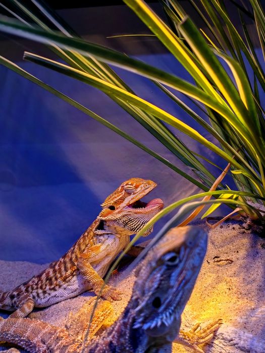 Gecko/Cameleon/Agama