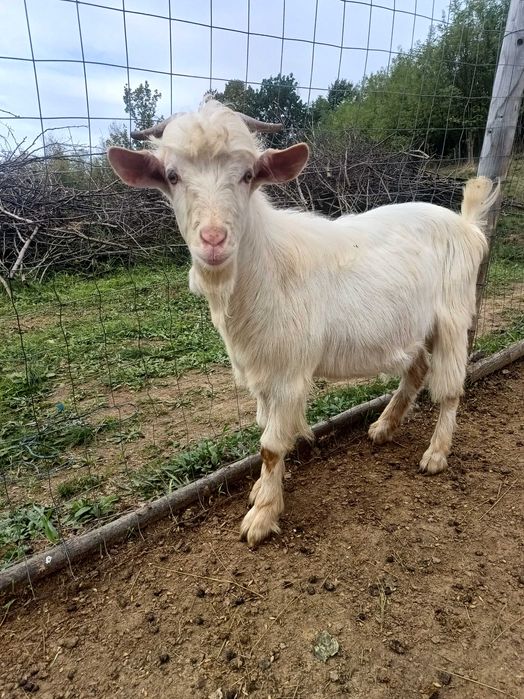 Țap alpin francez cu saneen 1 an