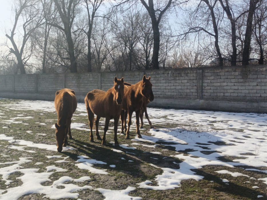 Биелер екі үш туған