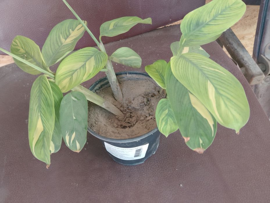 Продам  ктенанту