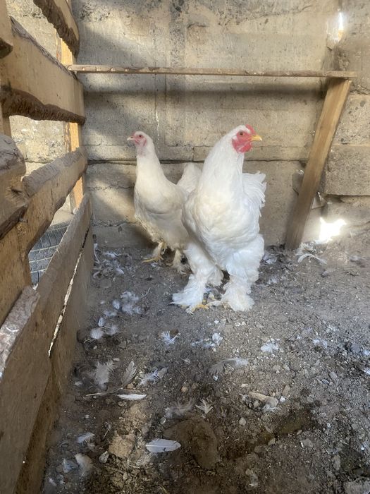 Браммы семейками