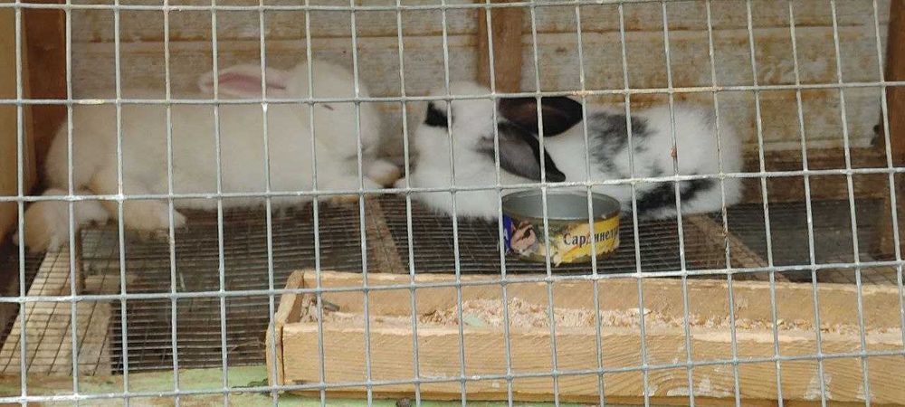 Қуён болалари сотилади. 35 000 дан 100 000 гача.