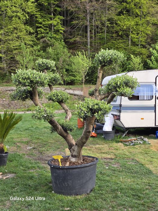 Măslini la cele mai bune prețuri