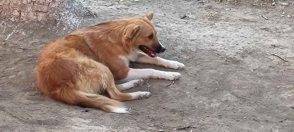 Устраиваются собаки сестрёнки им по 2 года желательно их не разлучать