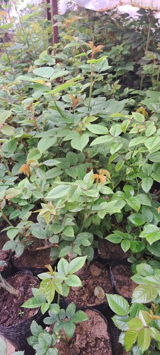 Саженцы Роза кошеттери