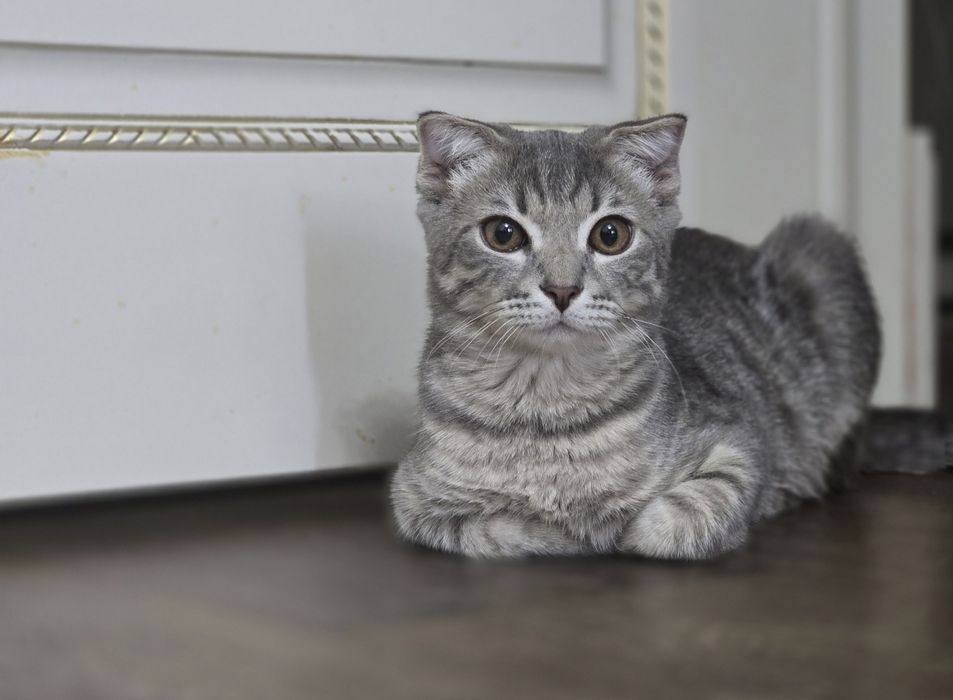 Потерялся  веслоухий кот