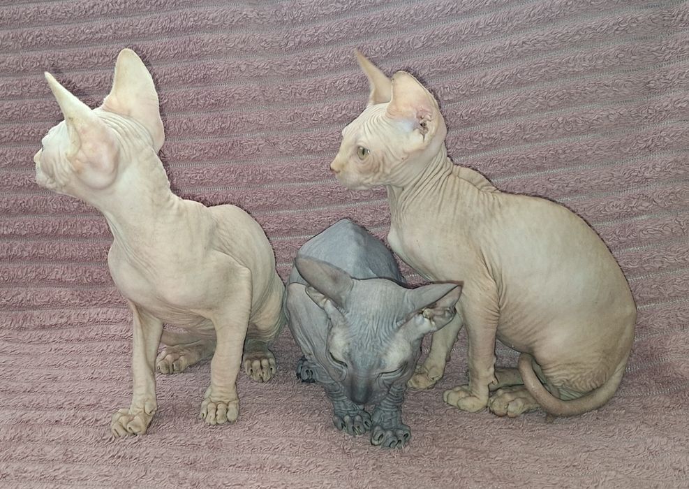 Котята Канадские